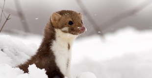Fouine, petit animal curieux et mal aimé